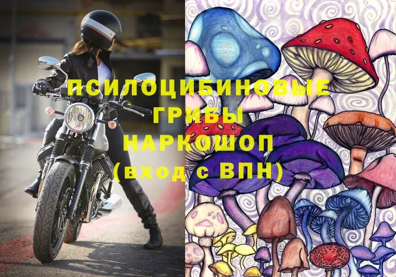 Псилоцибиновые грибы Magic Shrooms  Дубовка 